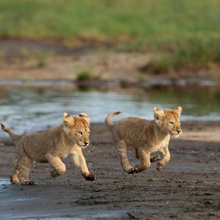 Africa Safari South Serengeti Ndutu Ngorongoro Sinoni Exteriör bild