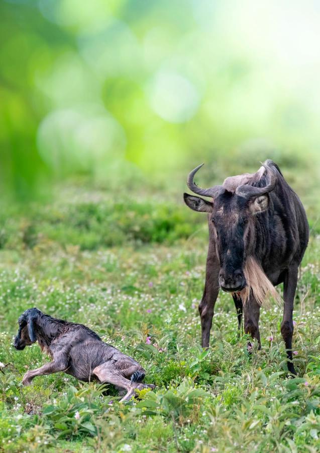 Africa Safari South Serengeti Ndutu Ngorongoro Sinoni Exteriör bild