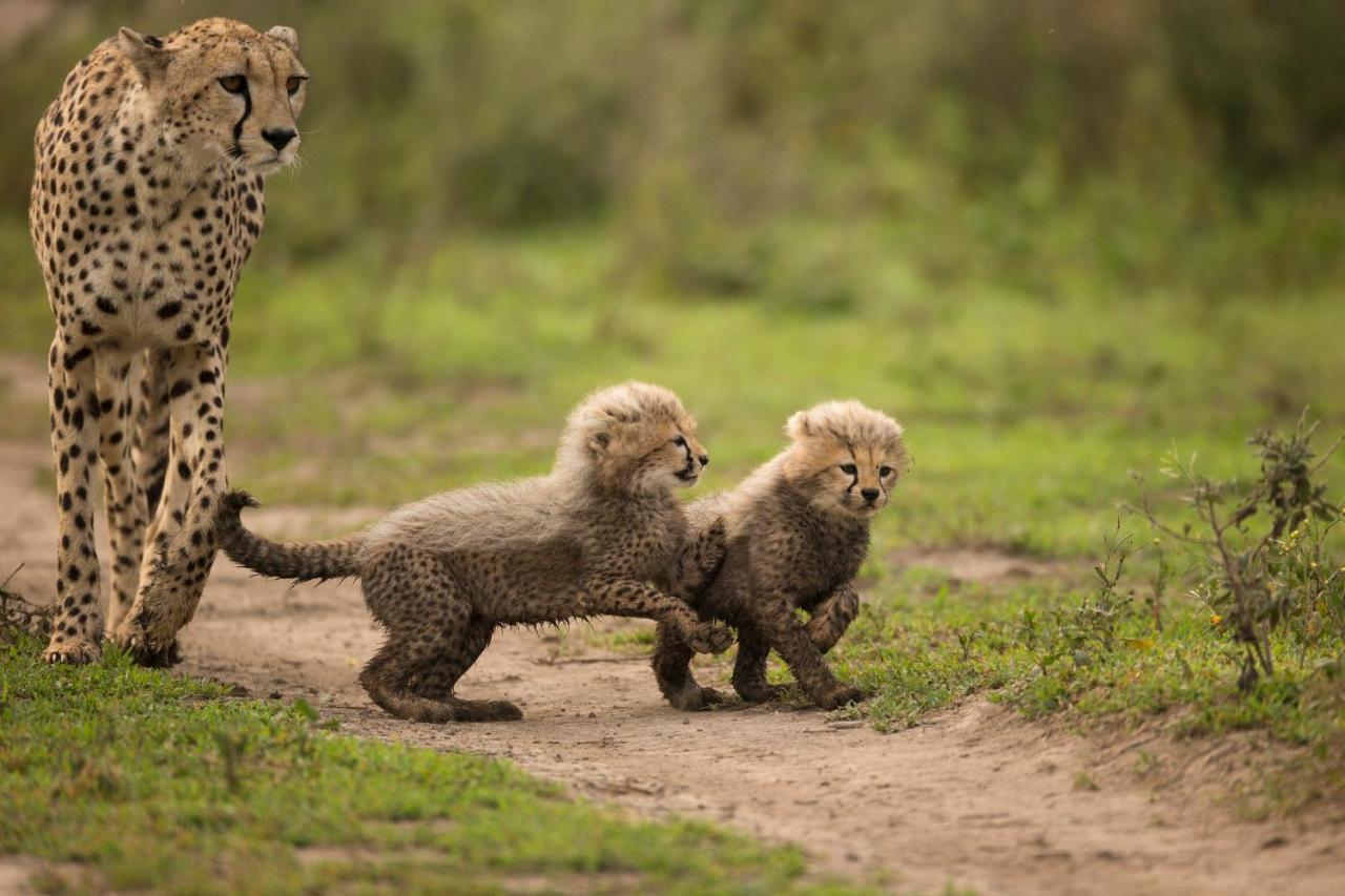 Africa Safari South Serengeti Ndutu Ngorongoro Sinoni Exteriör bild