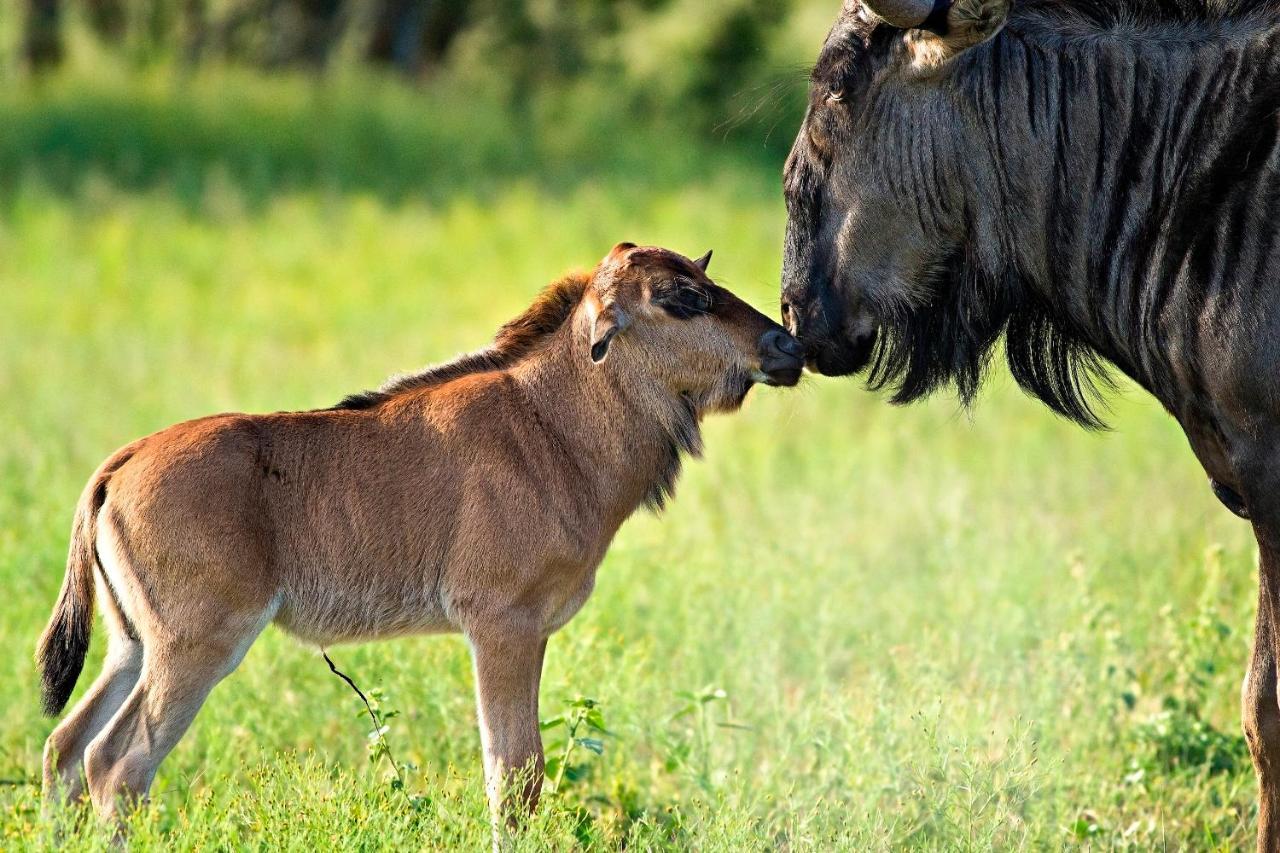 Africa Safari South Serengeti Ndutu Ngorongoro Sinoni Exteriör bild
