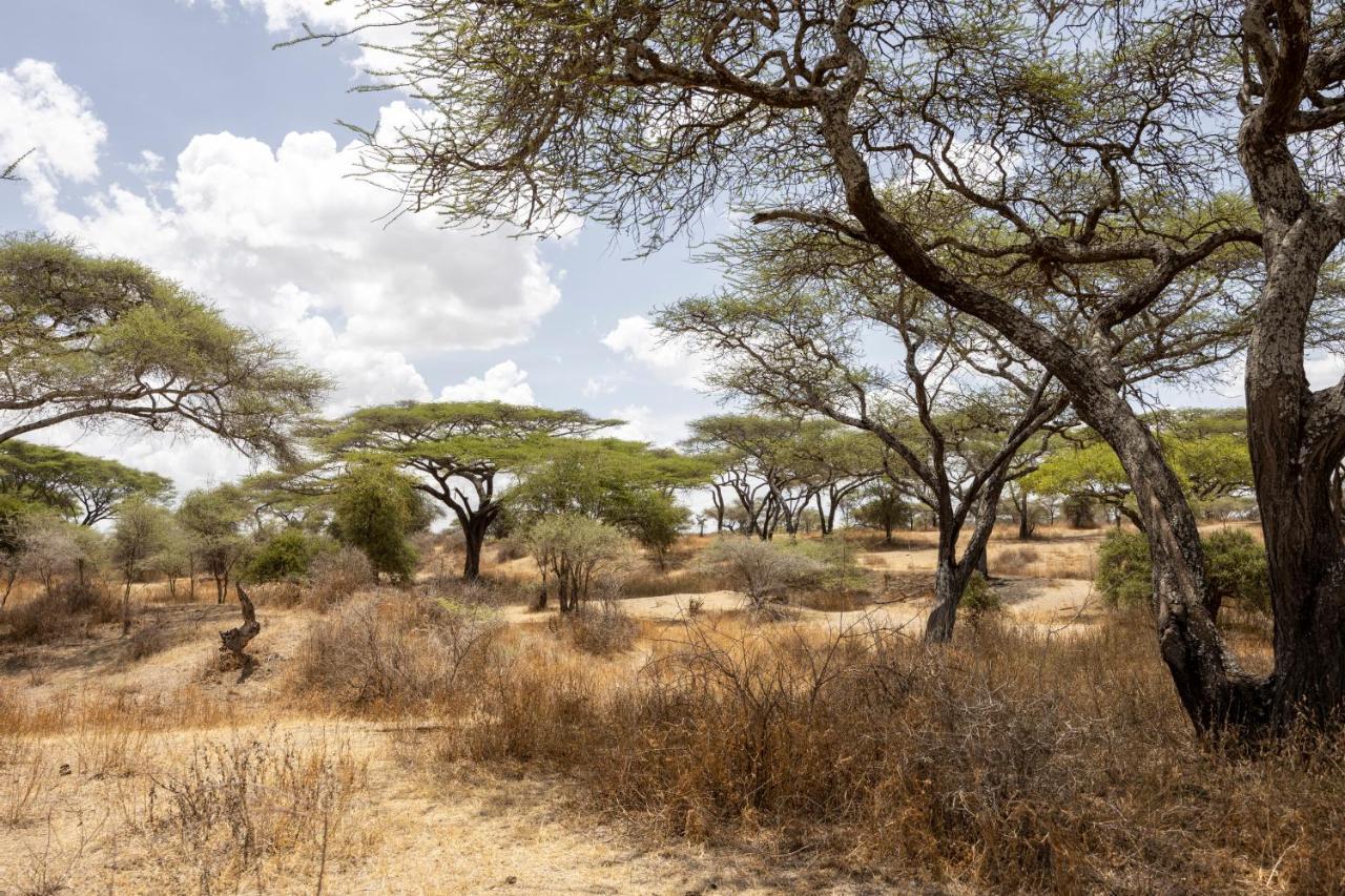 Africa Safari South Serengeti Ndutu Ngorongoro Sinoni Exteriör bild