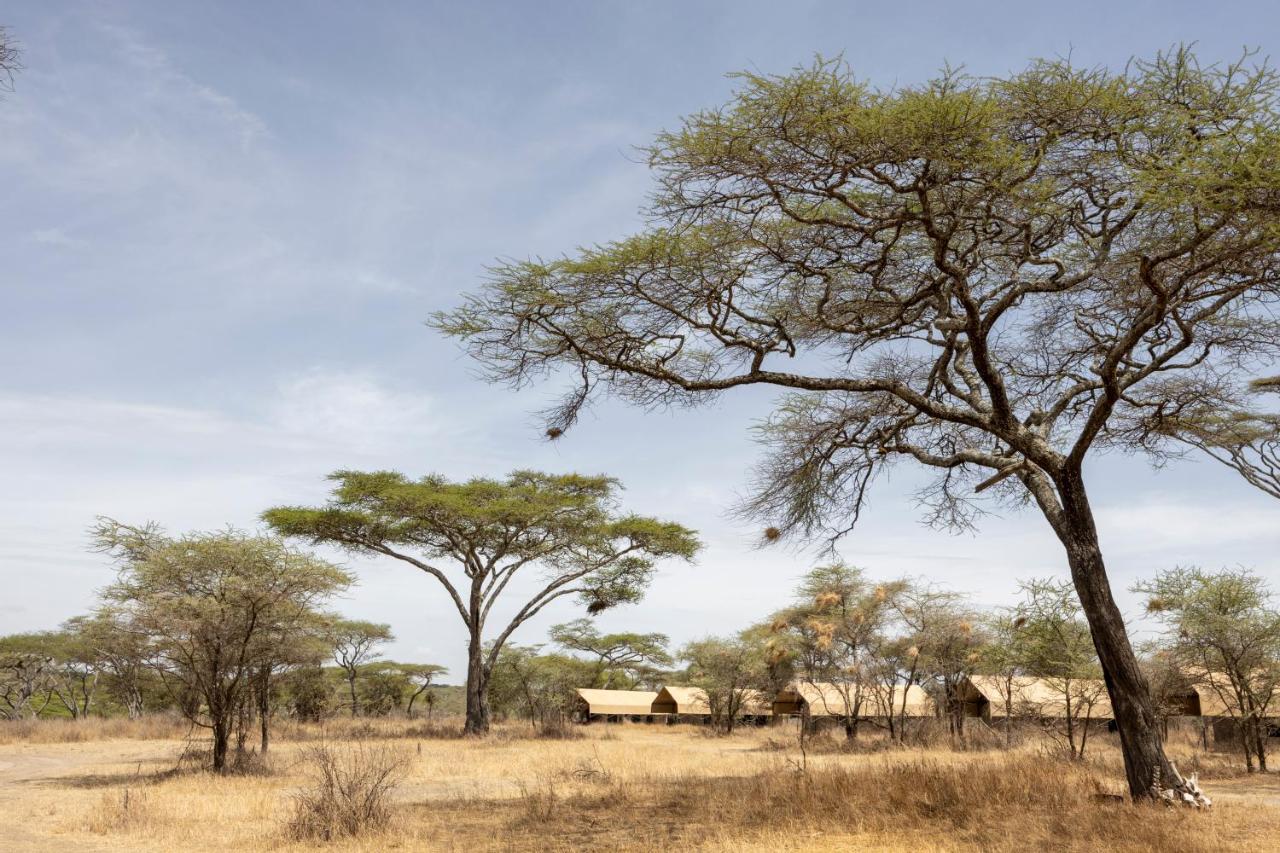 Africa Safari South Serengeti Ndutu Ngorongoro Sinoni Exteriör bild